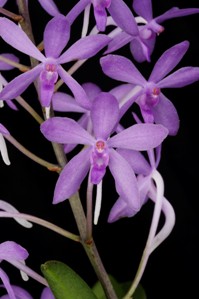 Vandachostylis Deep Blue Seas Diamond Orchids HCC/AOS 78 pts.